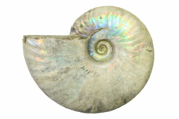 Silver Iridescent Ammonite (Cleoniceras) Fossil - Madagascar #327735